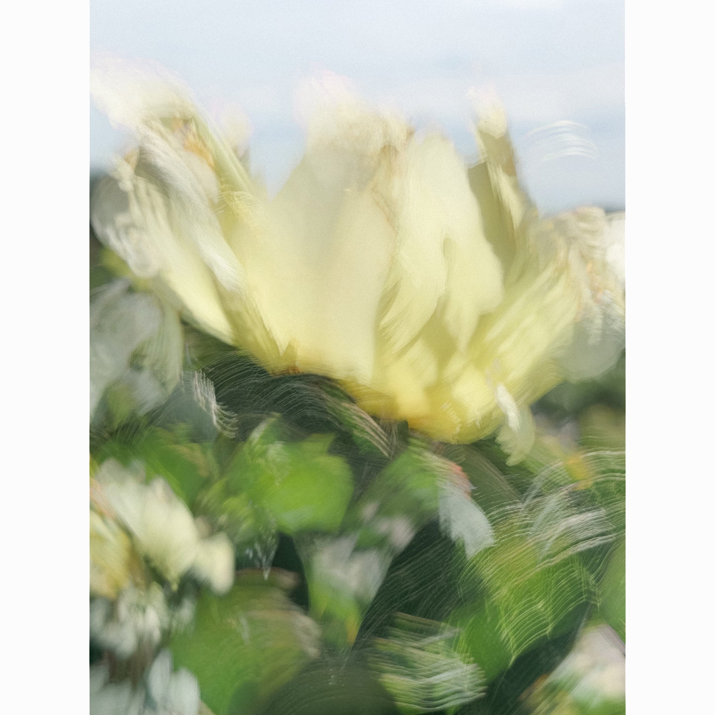 Lemon Chiffon