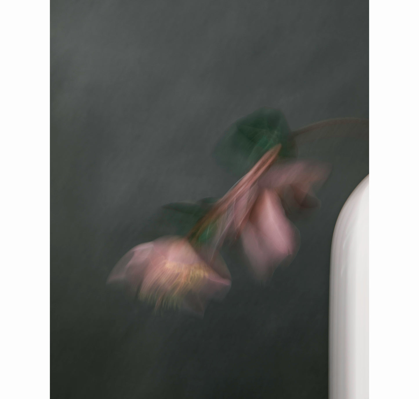BOWED | Limited Edition (of 25)