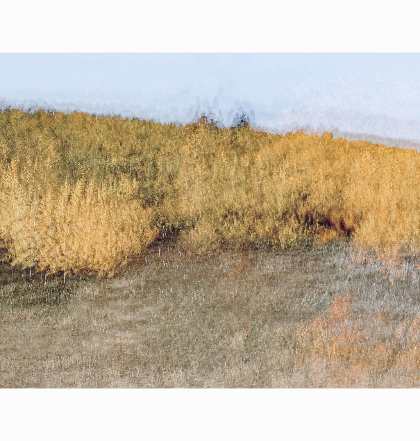 GOLDEN HILLSIDE | Limited Edition (of 25)
