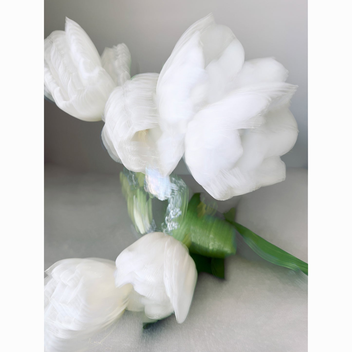 White Tulips III