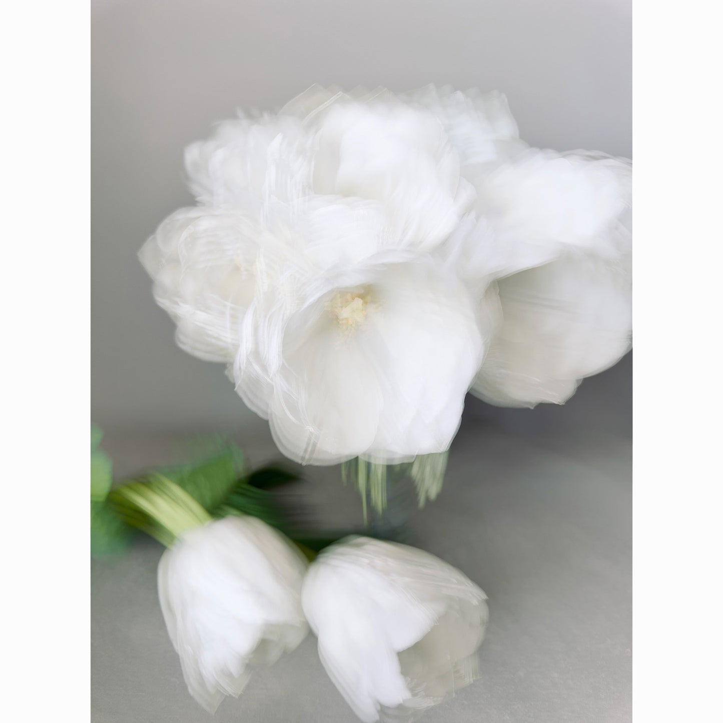 White Tulips IV