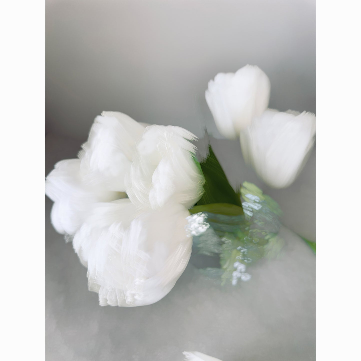 White Tulips VII