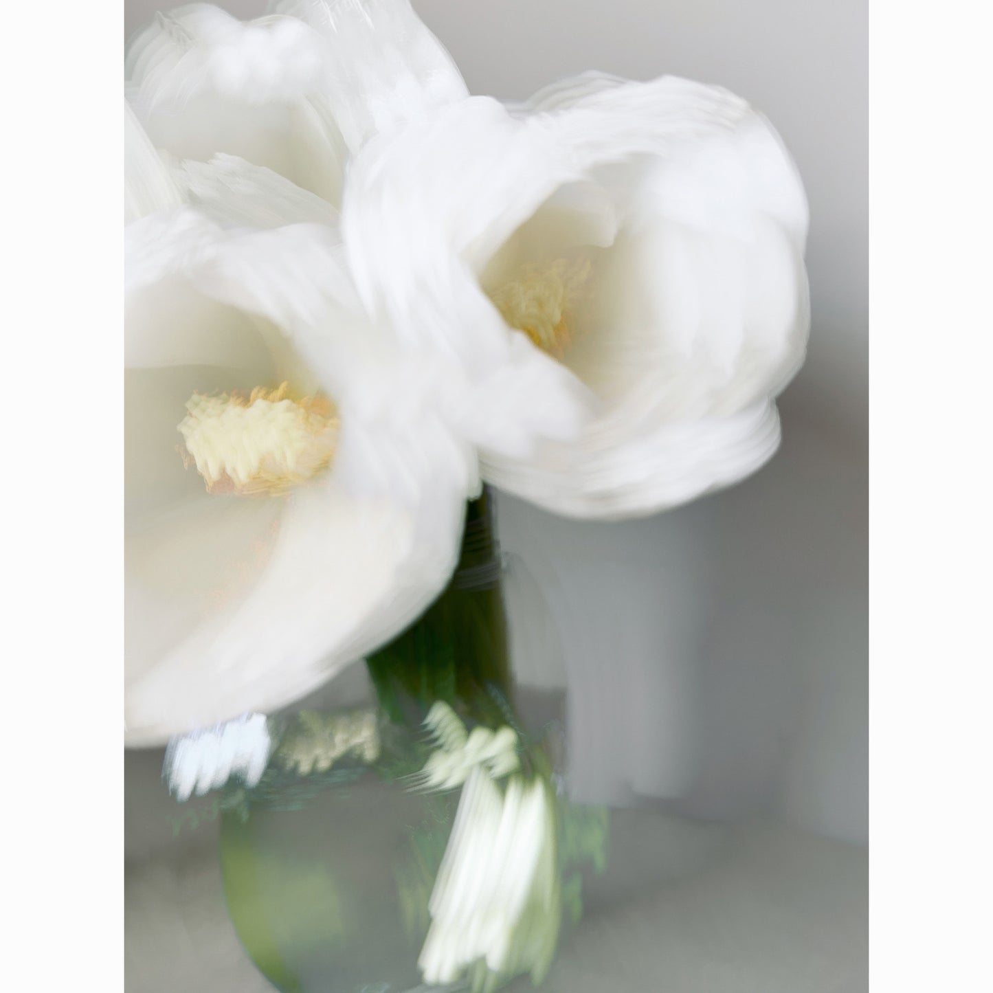 White Tulips VIII