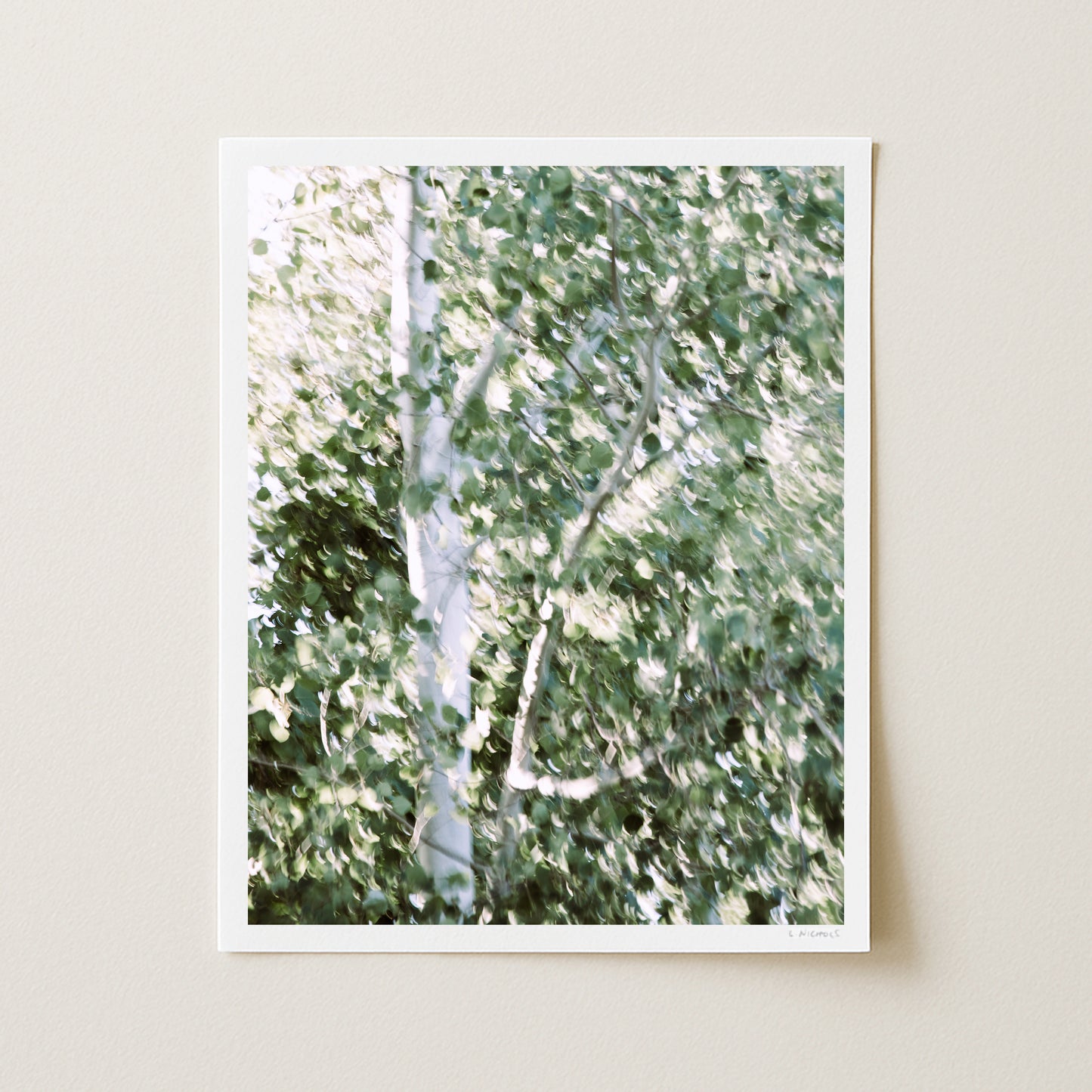 QUAKING ASPENS I - 20x16 Print