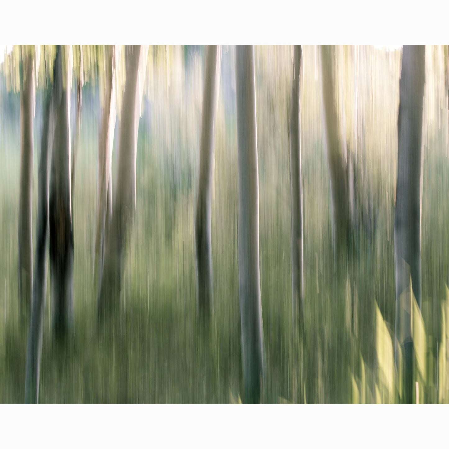 ASPEN GROVE I