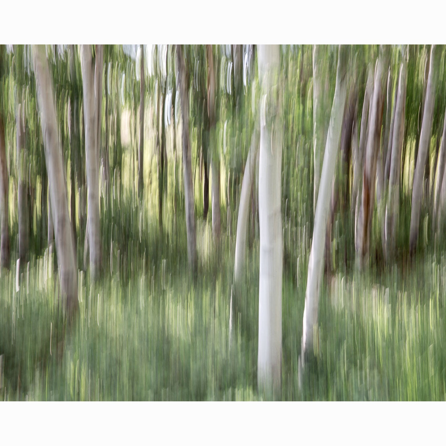 ASPEN GROVE II