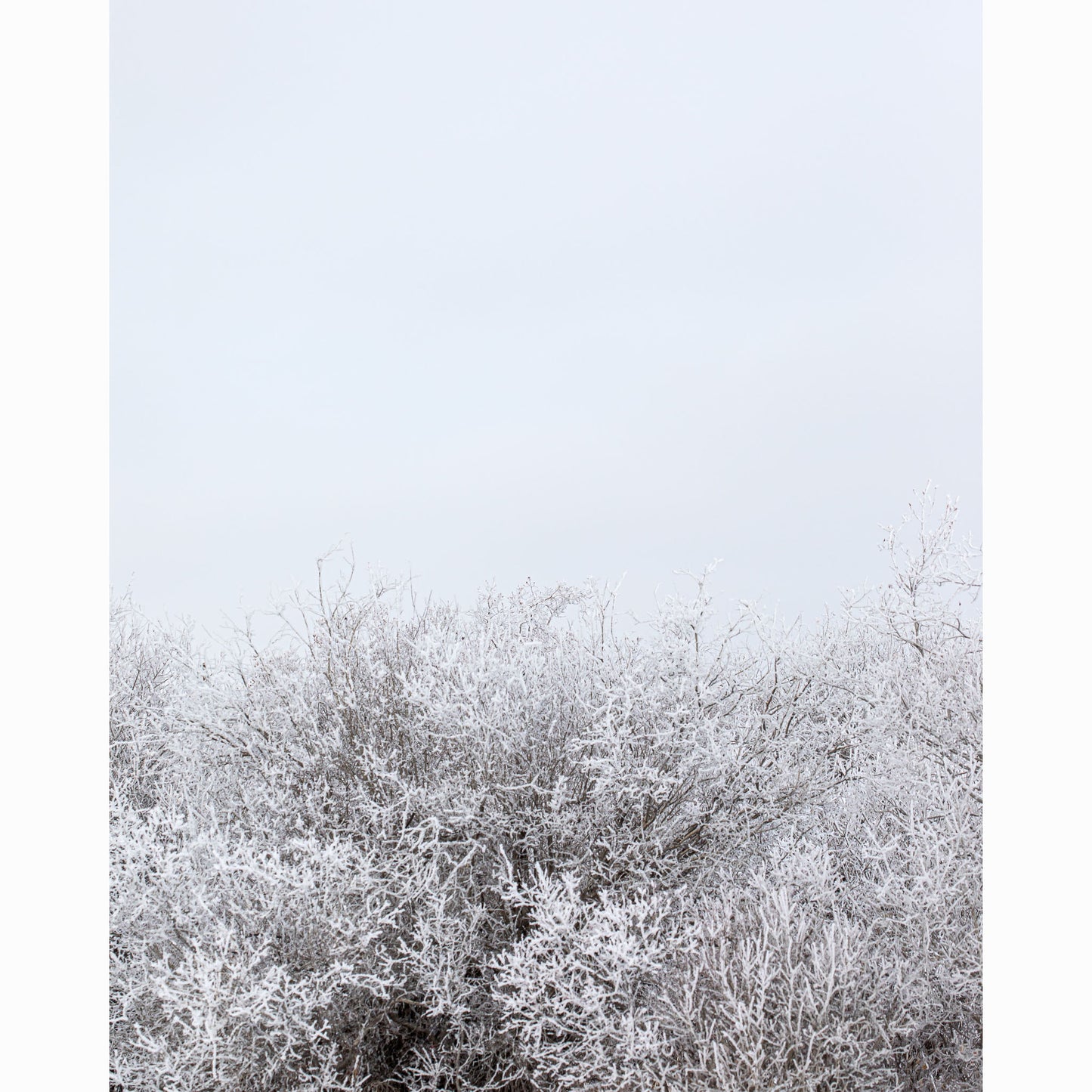 HOAR FROST IV