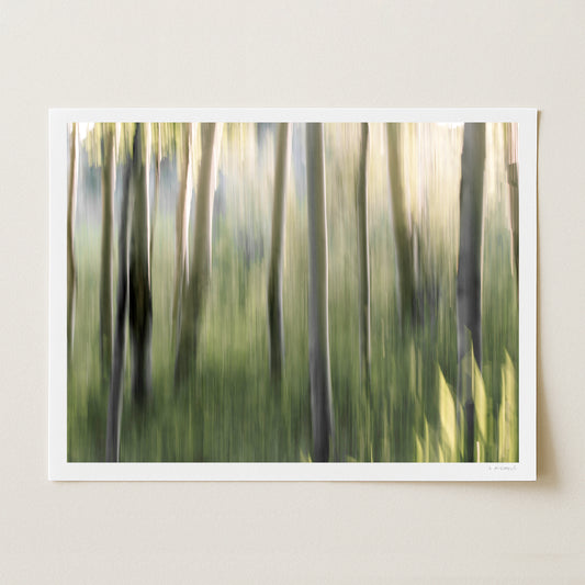 ASPEN GROVE I - 12x16 Print