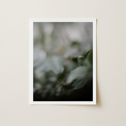 EMERGING III - 16x12 Print