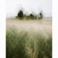 FIELD OF MEMORY | Limited Edition (of 25)