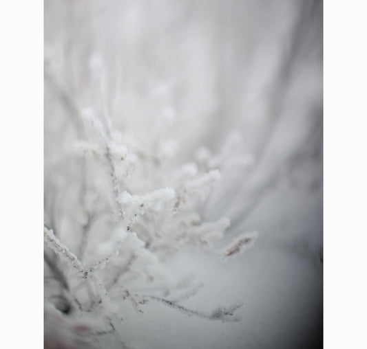 01.03.26 | Limited Edition (of 25)