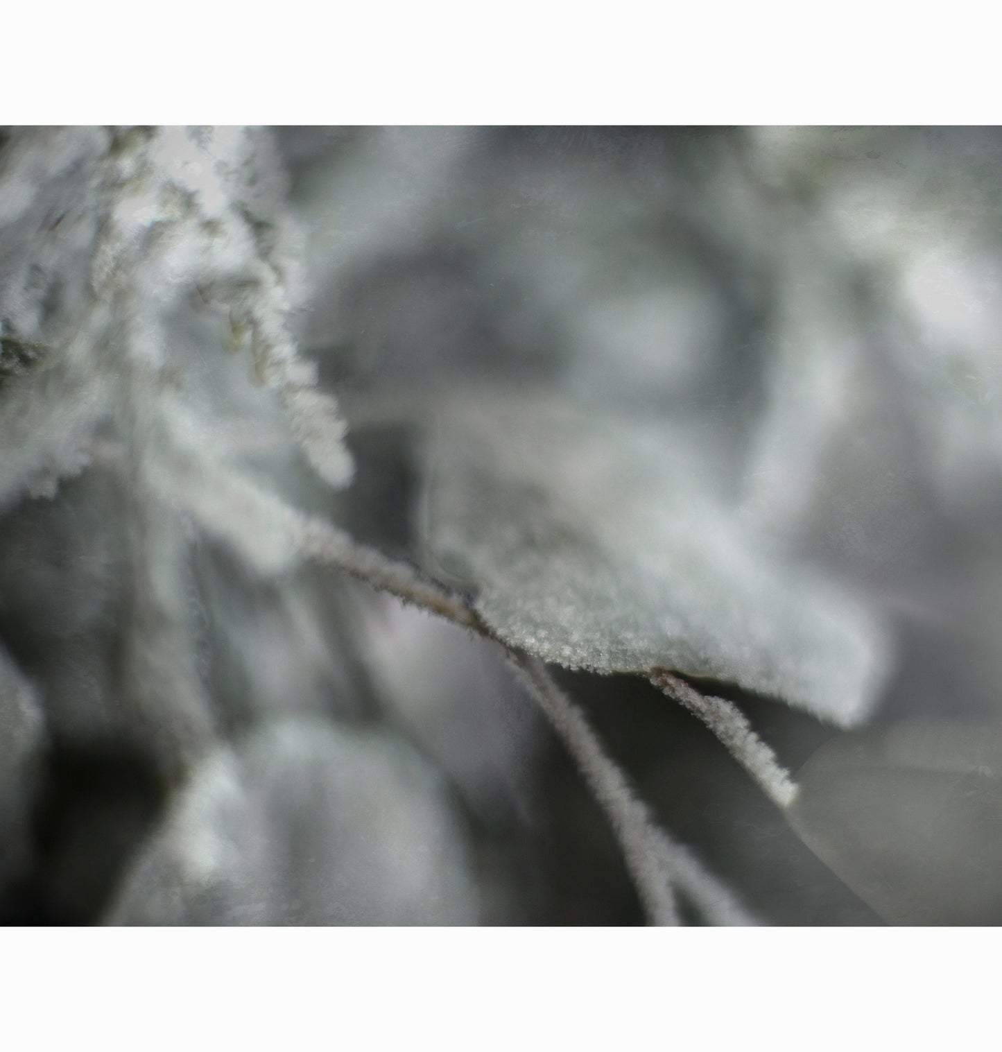 01.06.26 | Limited Edition (of 25)