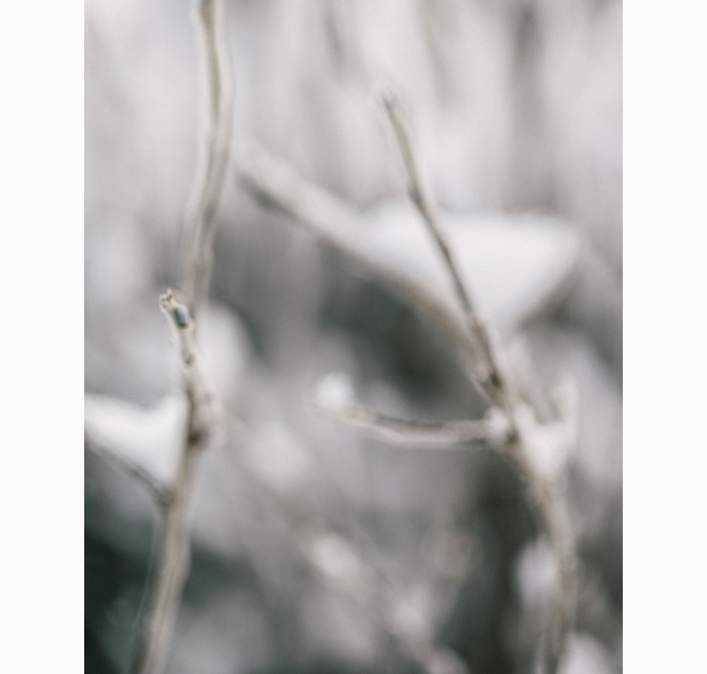 01.24.26 | Limited Edition (of 25)