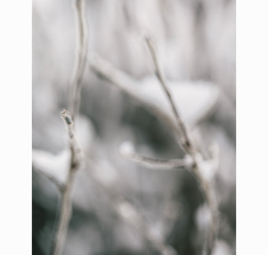 01.24.26 | Limited Edition (of 25)