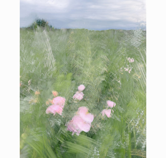 ALBERTA'S ROSE | Limited Edition (of 25)