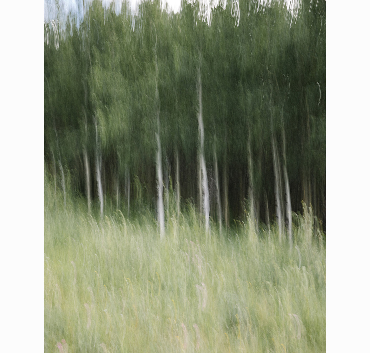 ASPENS STANDING | Limited Edition (of 25)