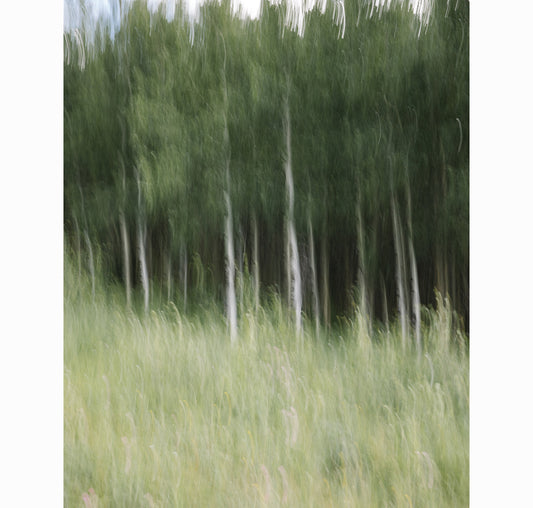 ASPENS STANDING | Limited Edition (of 25)