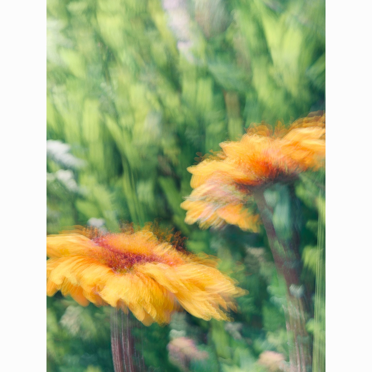 Balsamroot