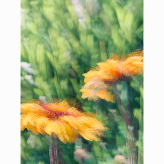 Balsamroot