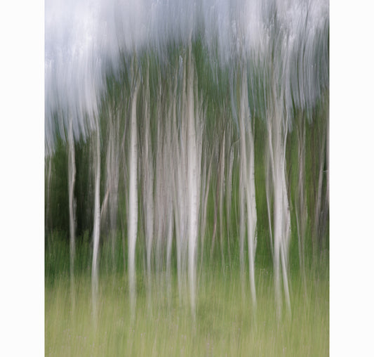 BETWEEN THE TREES | Limited Edition (of 25)