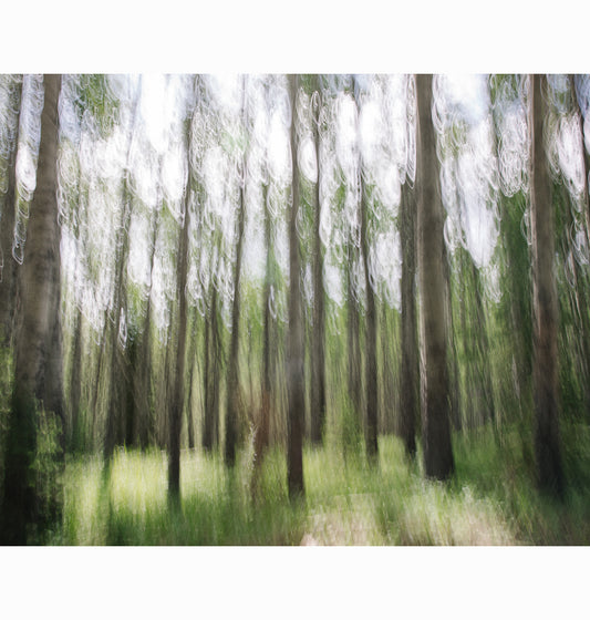 FOREST LIGHTFALL | Limited Edition (of 25)