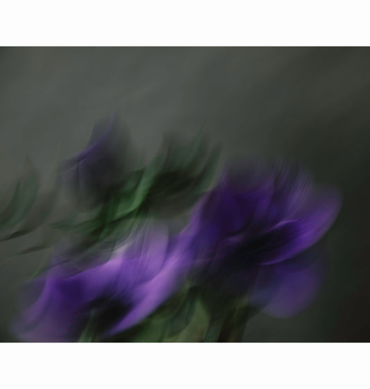 HELD STILL | Limited Edition (of 25)