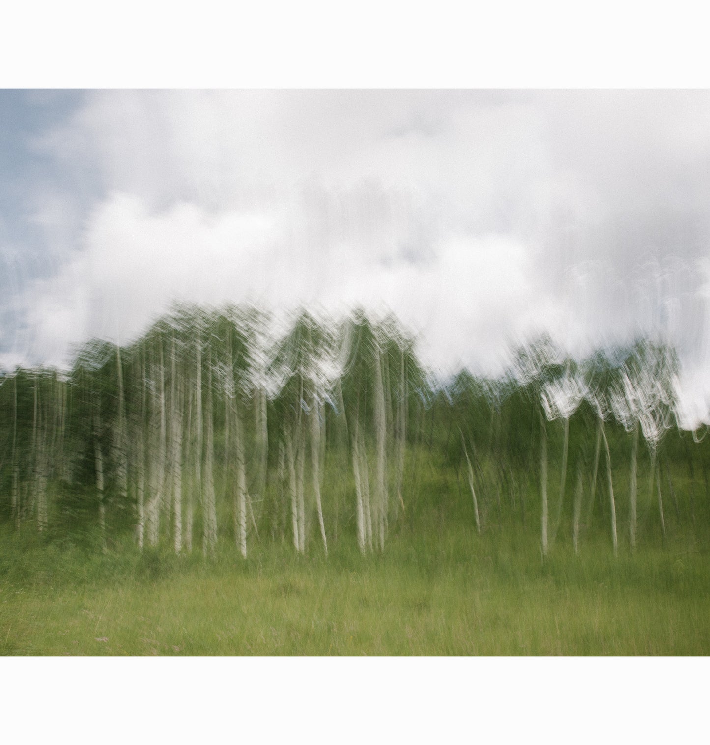 HILLSIDE GROVE | Limited Edition (of 25)