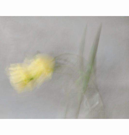 JOY, SOFTLY | Limited Edition (of 25)
