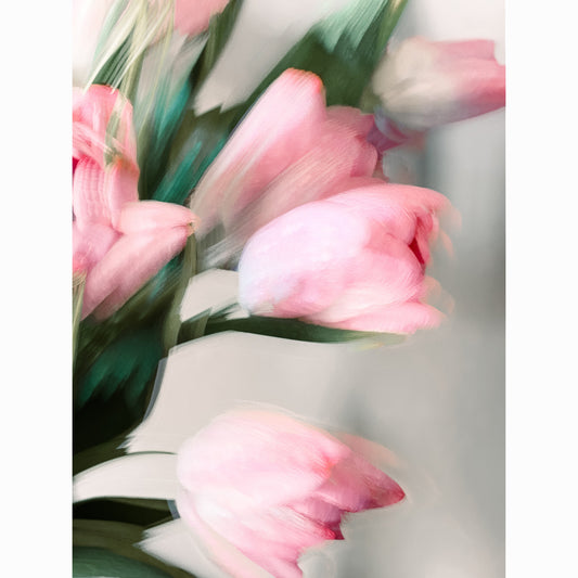 Pink Tulip I