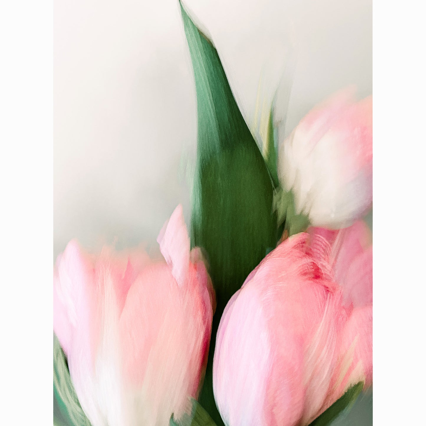 Pink Tulip II