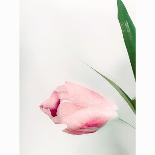 Pink Tulip III