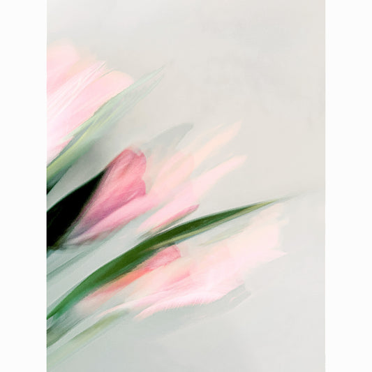 Pink Tulip IV