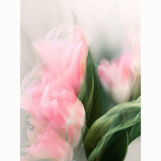 Pink Tulip V