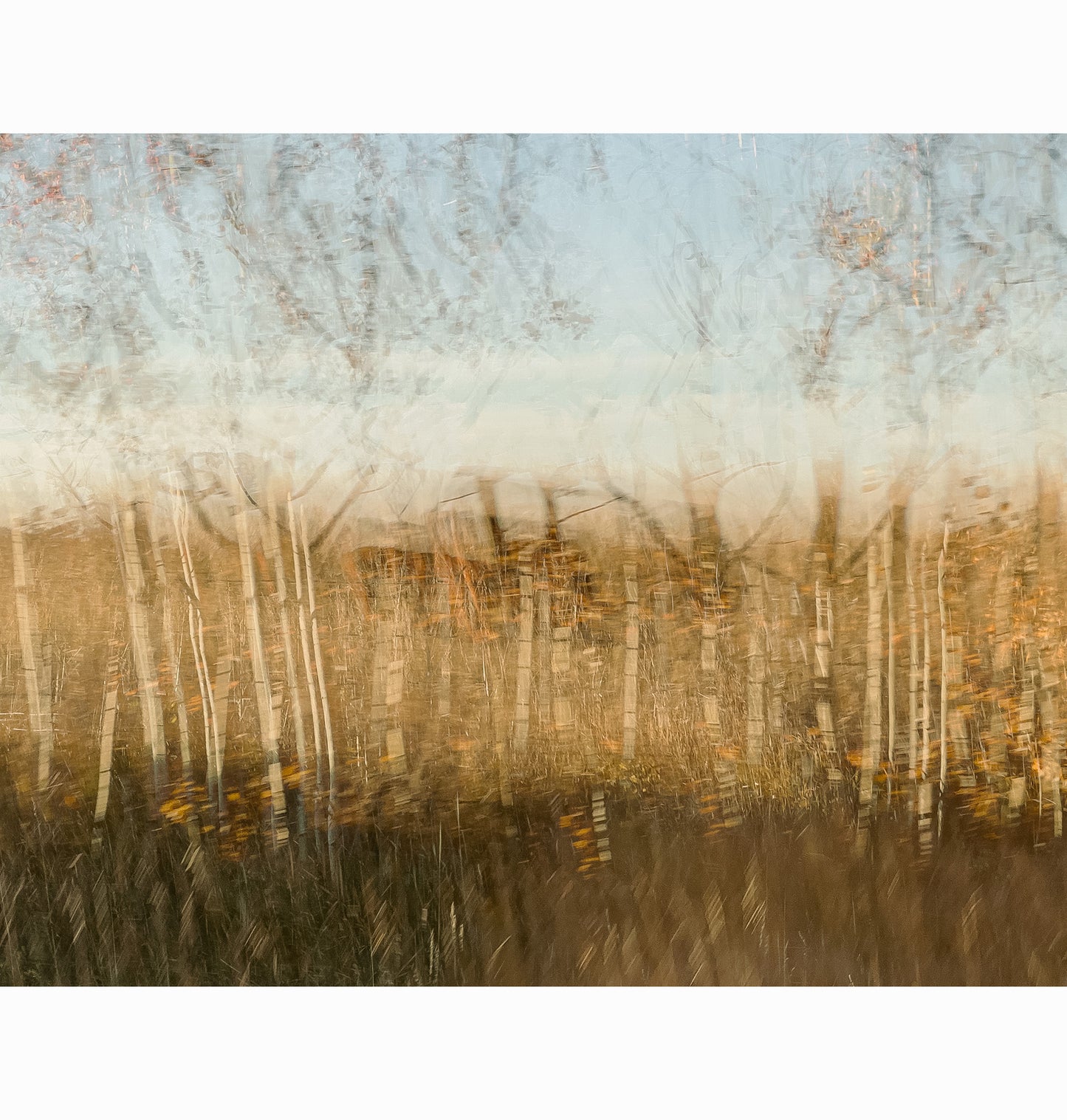 POPLARS PASSING I | Limited Edition (of 25)