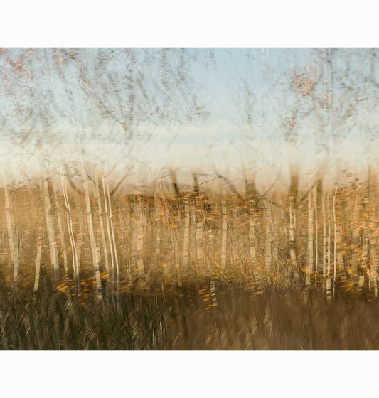 POPLARS PASSING I | Limited Edition (of 25)