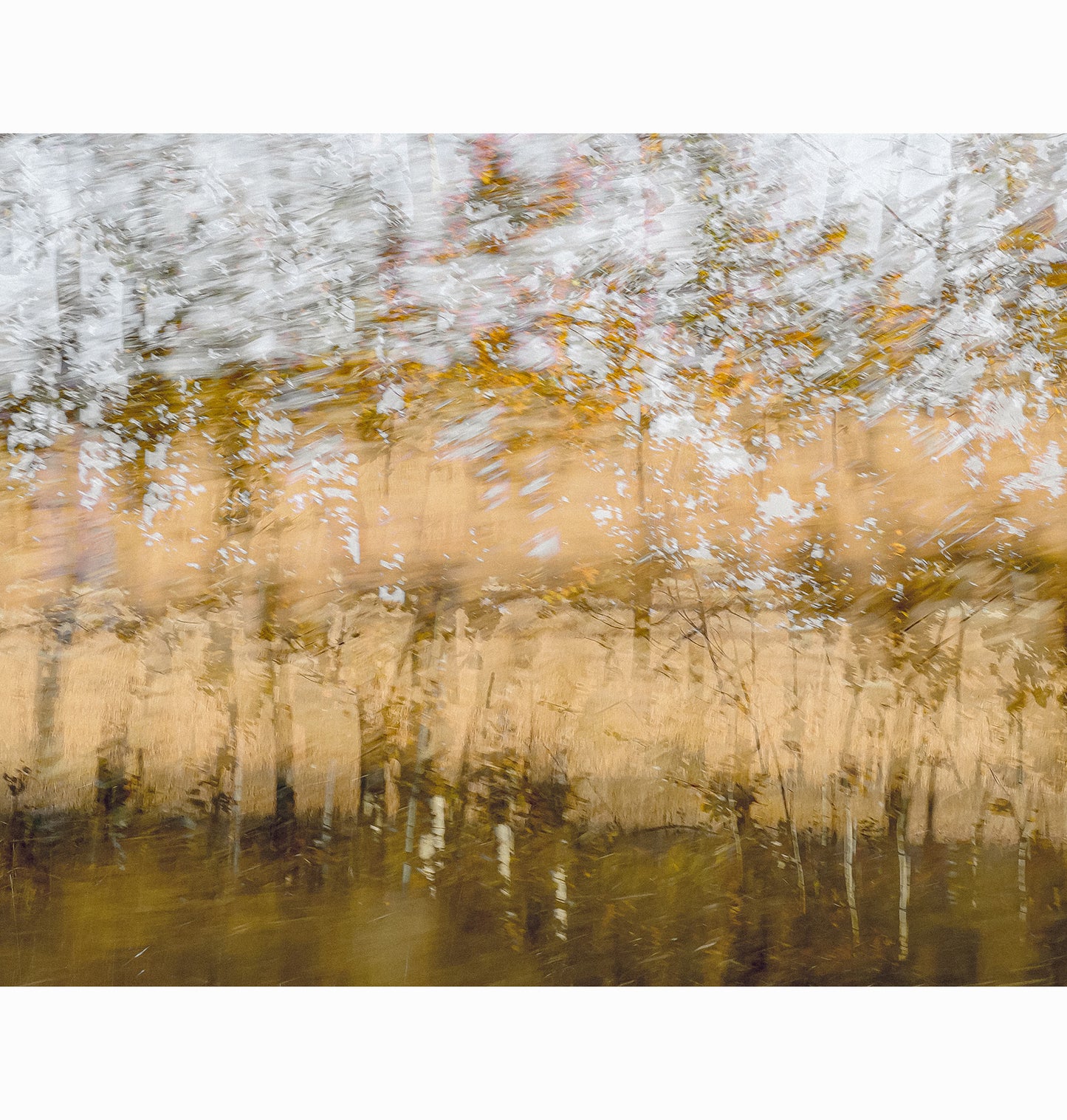 POPLARS PASSING II | Limited Edition (of 25)