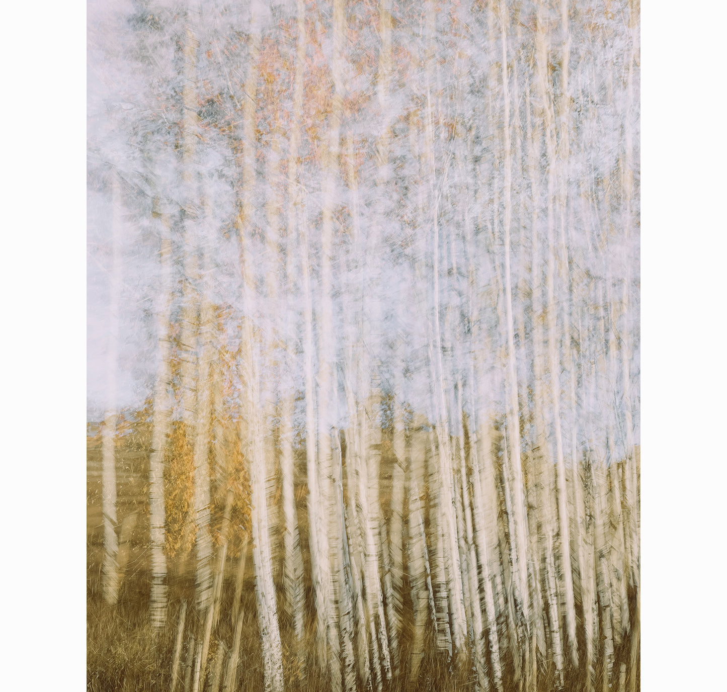 POPULUS STANDING I | Limited Edition (of 25)