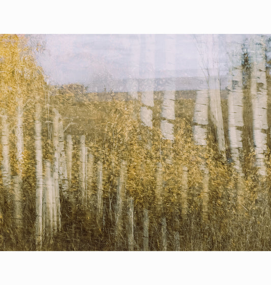 POPULUS STANDING II | Limited Edition (of 25)