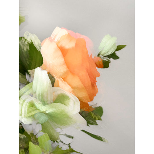 Ranunculus IV