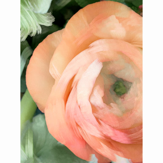 Ranunculus VI