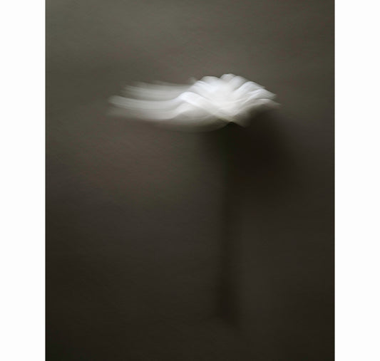 UNWAVERING | Limited Edition (of 25)