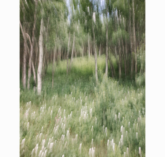 WHISPERS OF WILDFLOWERS | Limited Edition (of 25)