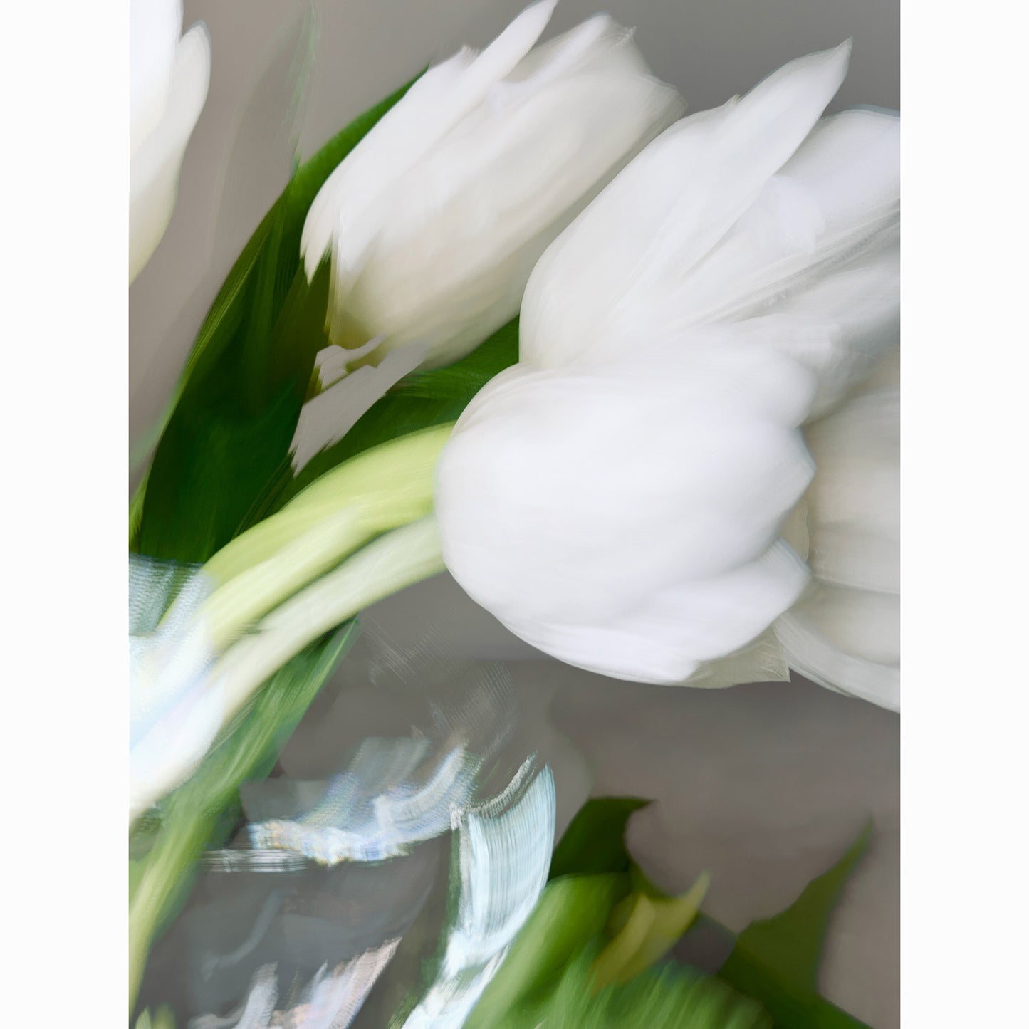White Tulips I