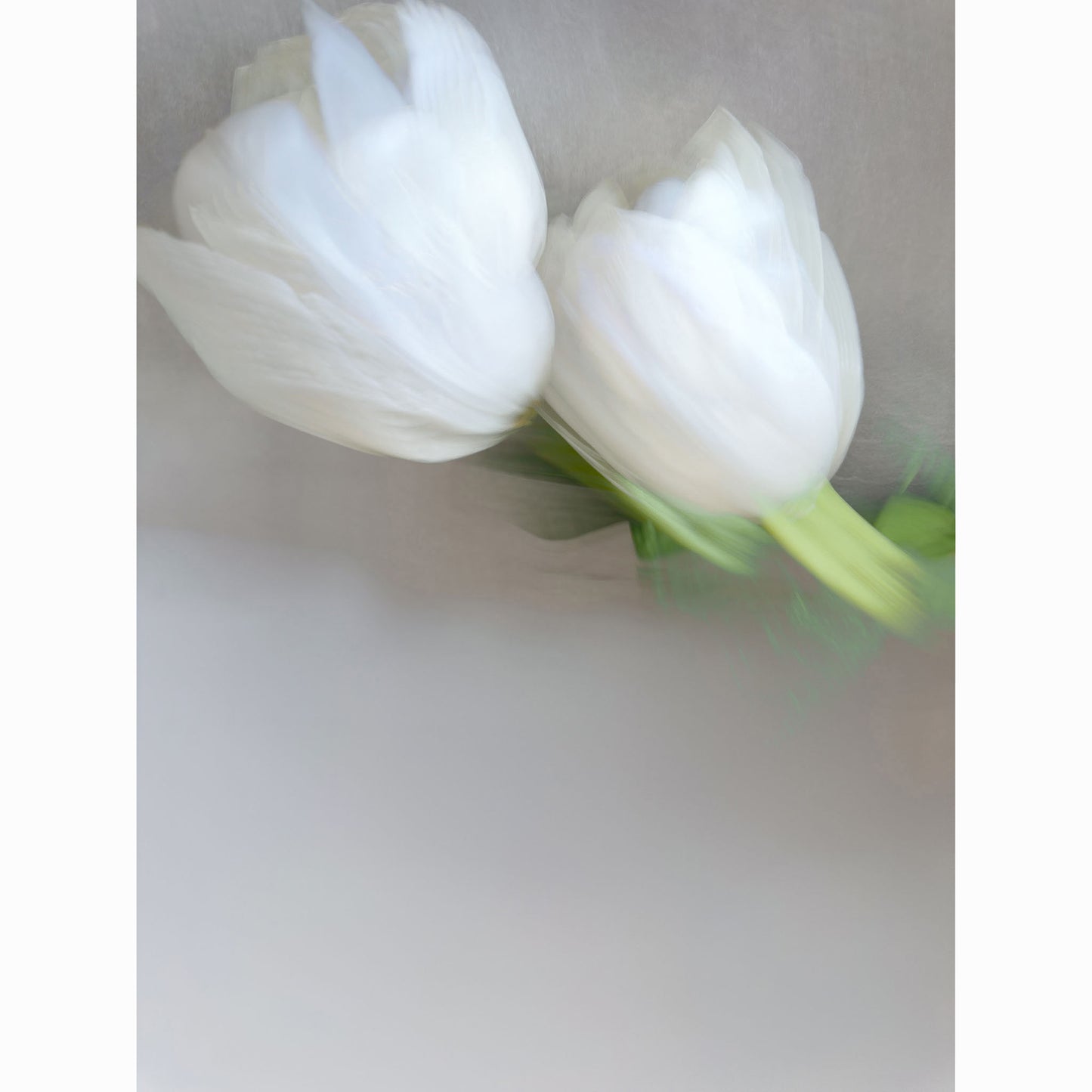 White Tulips V