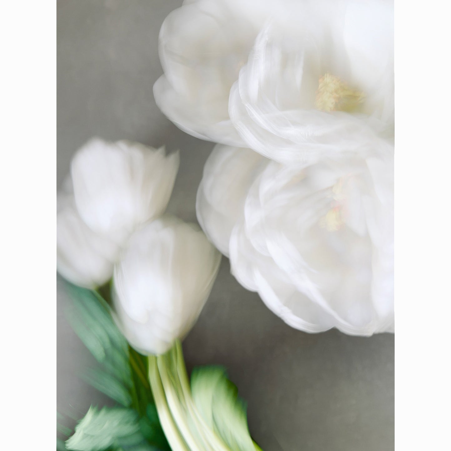 White Tulips VI