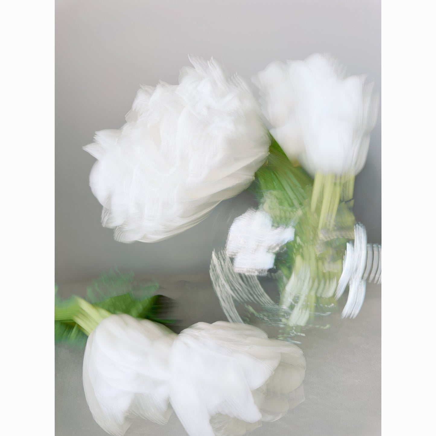 White Tulips IX
