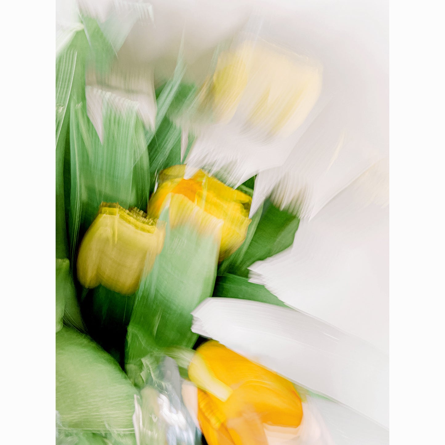 Yellow Tulips I