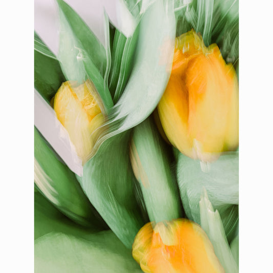 Yellow Tulips II