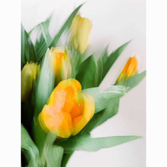 Yellow Tulips IV