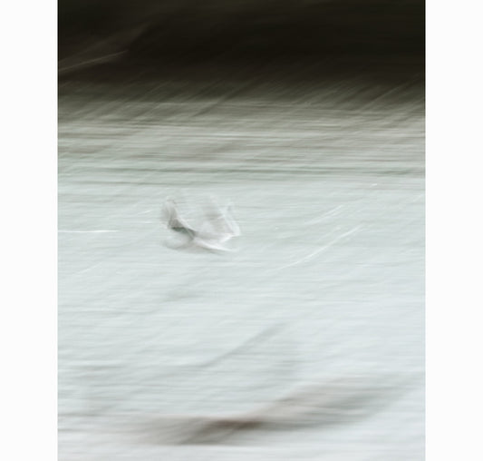 TRACE OF FLIGHT | Limited Edition (of 25)